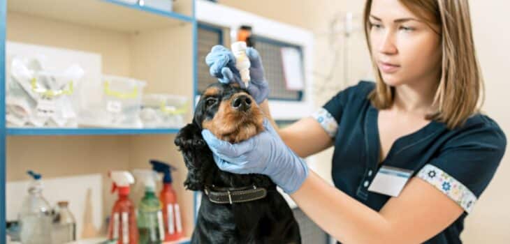 Jak przygotować psa do wizyty u okulisty – porady dla właścicieli